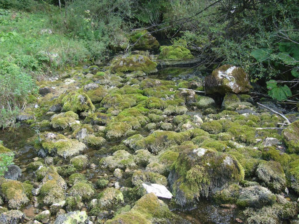 Pensiunea Piatra Mandrutului Scarisoara  Exteriör bild